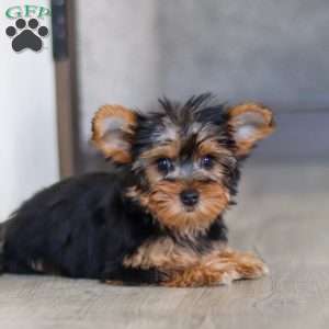 Macie, Yorkie Puppy